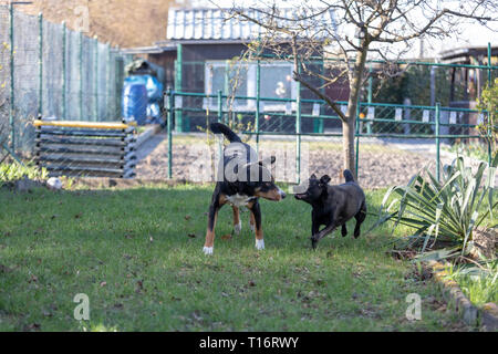 Appenzeller Sennenhund spielt mit einem Labrador mix Welpen im Freien Stockfoto