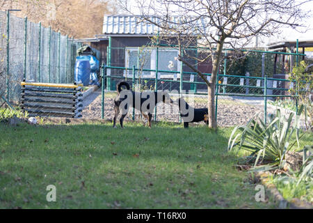 Appenzeller Sennenhund spielt mit einem Labrador mix Welpen im Freien Stockfoto