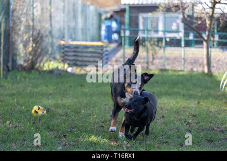 Appenzeller Sennenhund spielt mit einem Labrador mix Welpen im Freien Stockfoto