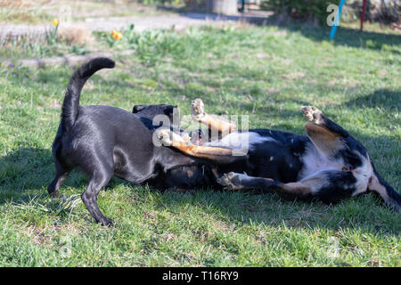 Appenzeller Sennenhund spielt mit einem Labrador mix Welpen im Freien Stockfoto