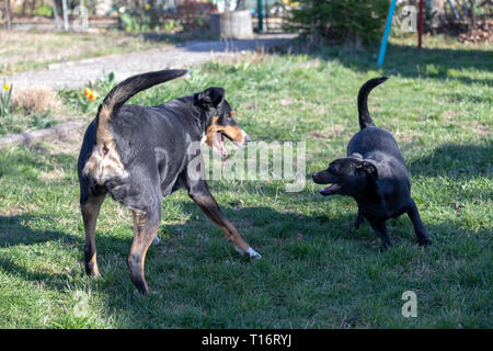 Appenzeller Sennenhund spielt mit einem Labrador mix Welpen im Freien Stockfoto