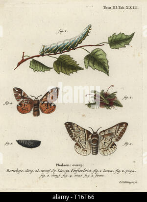 Endromis versicolora Kentish Herrlichkeit. Phalaena versicolora. Papierkörbe Kupferstich von Johann Georg Klinger von eugenius Johann Christoph Esper die Schmetterlinge in Abbildungen nach der Natur, Erlangen, 1786 sterben. Stockfoto