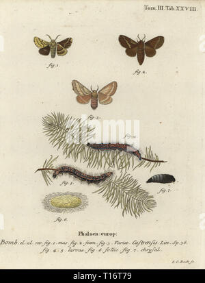 Ground lackey Malacosoma Nachtfalter, castrense. Phalaena castrensis. Papierkörbe Kupferstich von Johann Carl Bock von eugenius Johann Christoph Esper die Schmetterlinge in Abbildungen nach der Natur, Erlangen, 1786 sterben. Stockfoto