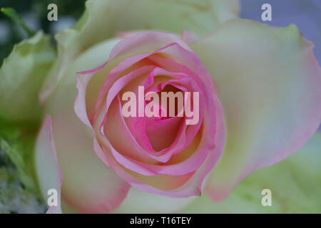 Schöne Nahaufnahme einer einzelnen Rose Blume in voller Blüte. Champagner Petalen mit rosa Farbverlauf. Elegant, romantisch und sehr dekorativ. Stockfoto