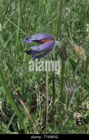 Common Pasque flower (Pulsatilla vulgaris) an einem montaneous Wiese in der Eifel blühen, Deutschland Stockfoto