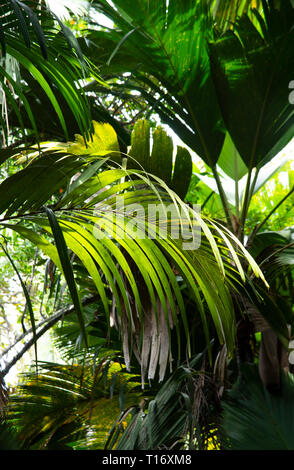 Sonnenlicht durch Palm Blätter im Vallee de Mai National Park, Praslin, Seychellen Stockfoto