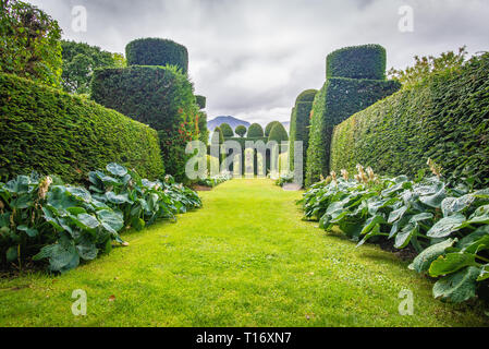 Zentrale Perspektive auf die seltsam geformte Eiben und andere Sträucher im Garten von Plas Brondanw, Gwynedd, Wales, Vereinigtes Königreich Stockfoto