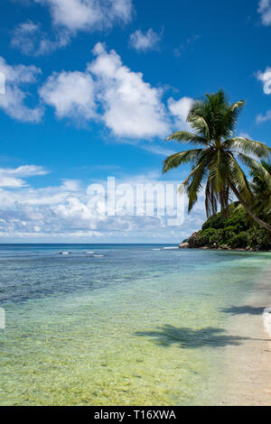 Eine Palme über das Meer schiefen im Anse Parnel an der südöstlichen Küste von Mahe, Seychellen Stockfoto