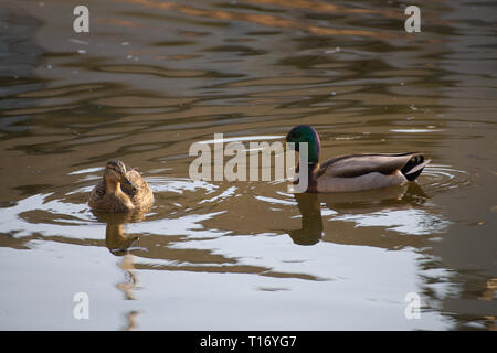 Mallard-Entenpaar im Alderwood Park in Surrey, British Columbia, Kanada Stockfoto