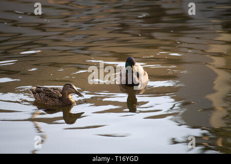 Mallard-Entenpaar im Alderwood Park in Surrey, British Columbia, Kanada Stockfoto