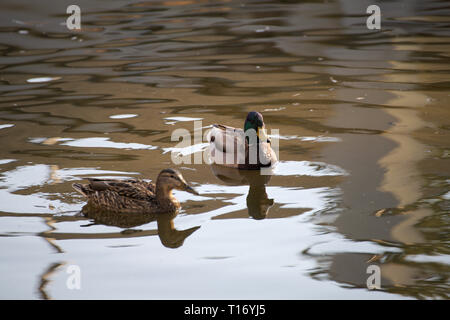 Mallard-Entenpaar im Alderwood Park in Surrey, British Columbia, Kanada Stockfoto