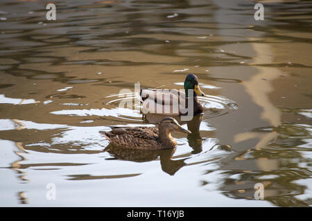 Mallard-Entenpaar im Alderwood Park in Surrey, British Columbia, Kanada Stockfoto