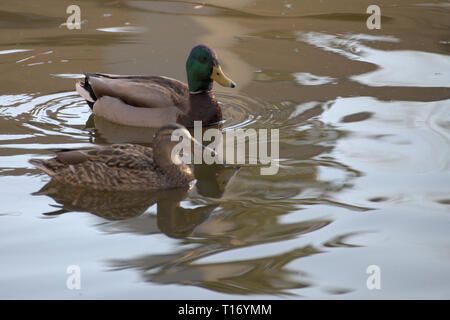 Mallard-Entenpaar im Alderwood Park in Surrey, British Columbia, Kanada Stockfoto