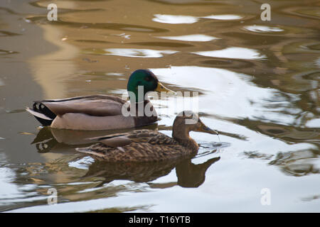 Mallard-Entenpaar im Alderwood Park in Surrey, British Columbia, Kanada Stockfoto