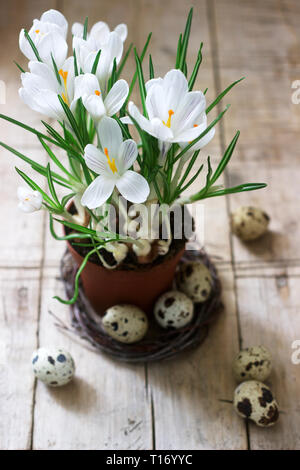 Frühling oder Ostern Zusammensetzung der Krokusse und Wachteleier. Im rustikalen Stil. Stockfoto