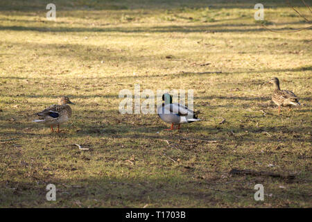 Mallard-Entenpaar im Alderwood Park in Surrey, British Columbia, Kanada Stockfoto