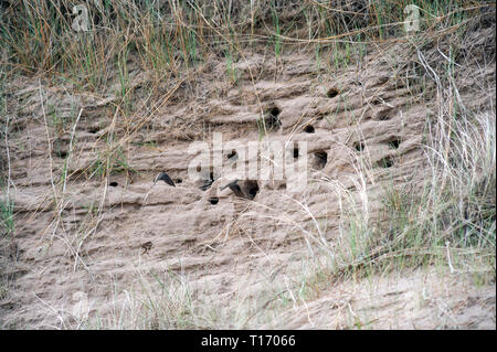 Nesting Löcher in Sanddünen mit Sand Martins, Riparia riparia, nähert sich im Flug. Stockfoto