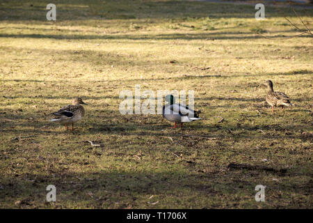 Mallard-Entenpaar im Alderwood Park in Surrey, British Columbia, Kanada Stockfoto