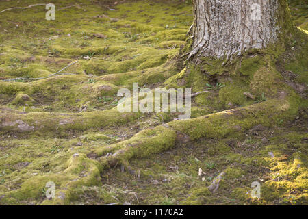 Der Bartfuß! Im Alderwood Park in Surrey, British Columbia, Kanada Stockfoto