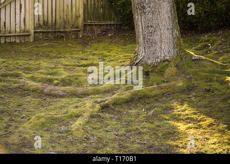 Der Bartfuß! Im Alderwood Park in Surrey, British Columbia, Kanada Stockfoto