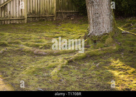 Der Bartfuß! Im Alderwood Park in Surrey, British Columbia, Kanada Stockfoto