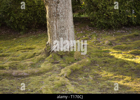 Der Bartfuß! Im Alderwood Park in Surrey, British Columbia, Kanada Stockfoto