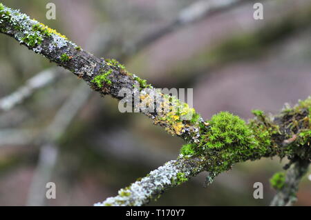 Hypogymnia physodes und Moos lichenized Pilze wachsen auf einen Ast. Flechten Stockfoto