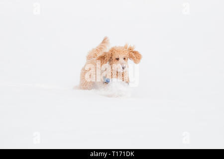 Junge apricot Pudel ist springen und Spaß im Schnee. Verspielter Hund läuft in schneebedeckten Feld in Weißensee an einem schönen Wintertag, Alpen, Österreich Stockfoto