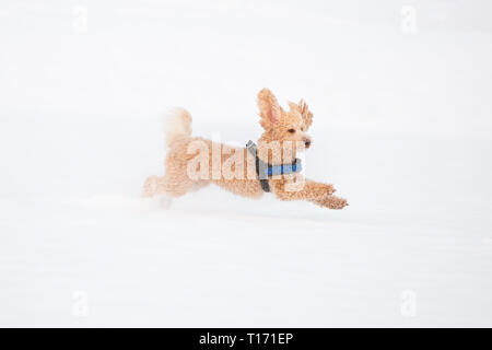Junge apricot Pudel ist springen und Spaß im Schnee. Verspielter Hund läuft in schneebedeckten Feld in Weißensee an einem schönen Wintertag, Alpen, Österreich Stockfoto