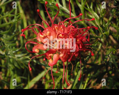 Grevillea Blumen. Rote Blütenblätter der australischen Ureinwohner Grevillea Pflanze in Blüte. Wilde Vögel sind zu diesen Blumen angezogen. Stockfoto