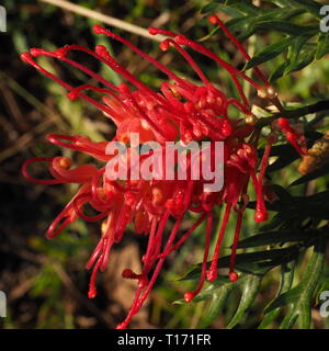 Grevillea Blumen. Rote Blütenblätter der australischen Ureinwohner Grevillea Pflanze in Blüte. Wilde Vögel sind zu diesen Blumen angezogen. Stockfoto