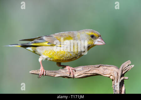 Europäische grünfink (Chloris Chloris), sitzen auf einem Ast. Verderon Stockfoto