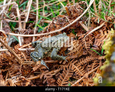 Erdkröte unter Foilage auf einem Teich Seite, Schottland, Großbritannien Stockfoto