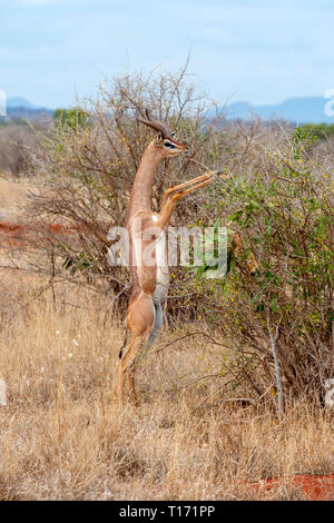 Gerenuk aufrecht Blätter, Nationalpark von Kenia, Afrika zu erreichen. Stockfoto