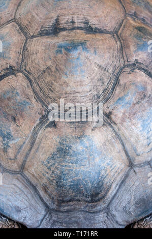 Schildkröte Schale Textur Detail hautnah Stockfoto