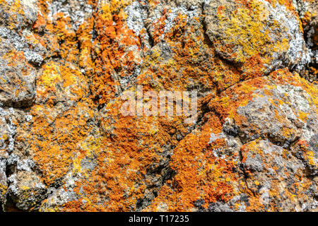 Close Up. Orange und Gelb rostig, hell und lebendig farbigen crustose lichen Kruste wächst auf grauen Rock. Stockfoto