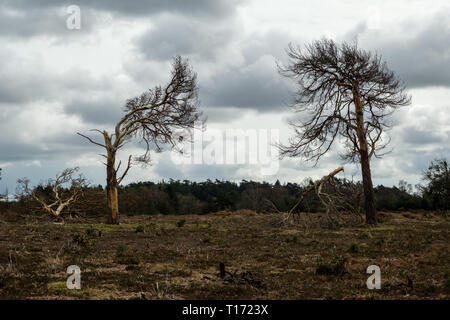 Wind beschädigte Bäume Bratley anzeigen Der neue Wald Hampshire England Stockfoto