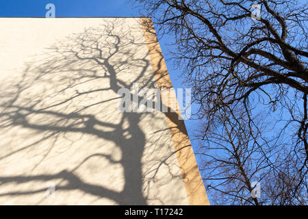 Schatten der blattlosen Zweige auf gelbem Putz an der Wand von Frisch isolierte konkrete Baustein im frühen Frühjahr Stockfoto