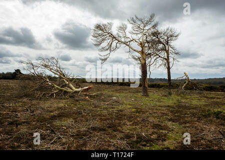 Wind beschädigte Bäume Bratley anzeigen Der neue Wald Hampshire England Stockfoto