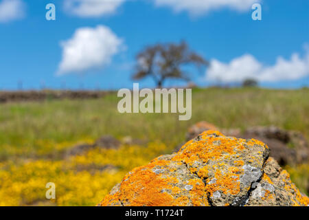 Nahaufnahme von grauen Rock mit orange und gelb gefärbte crustose Flechten bedeckt. Unscharfer Hintergrund Landschaft auf einem Hügel - gelbe Blumen, grünen Gras, einsame Stockfoto