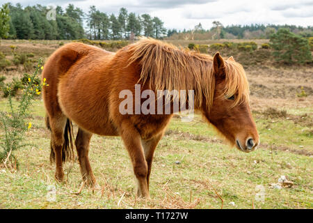 New Forest Pony bei Bratley anzeigen Der neue Wald Hampshire England Stockfoto