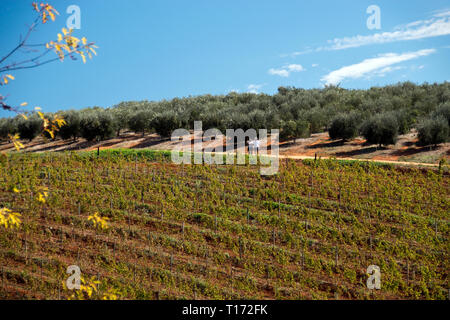 Weinberge bedecken die Hügel der Weinregion um Stellenbosch, Südafrika. Stockfoto