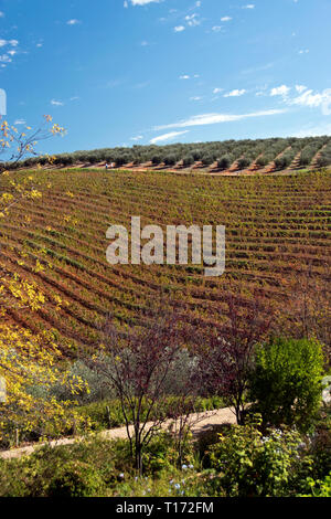 Weinberge bedecken die Hügel der Weinregion um Stellenbosch, Südafrika. Stockfoto