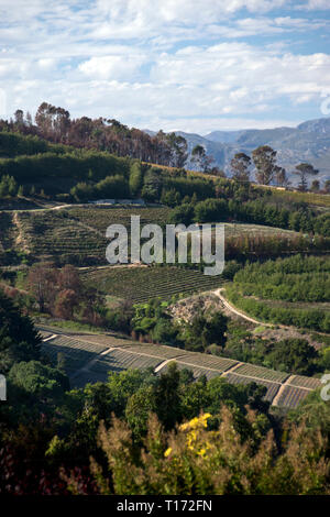 Weinberge bedecken die Hügel der Weinregion um Stellenbosch, Südafrika. Stockfoto