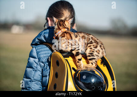 Ausflug mit Kindern und Katze auf einem sonnigen Frühlingstag Stockfoto