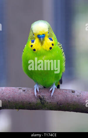 Wellensittich (Melopsittacus undulatus). Erwachsenen Mann mit blauen Cere über die Rechnung. Voliere, Pet Bird. ​ grünen Gefieder ist der natürliche, Farbe der Vogel im wilden Australien. ​ Stockfoto
