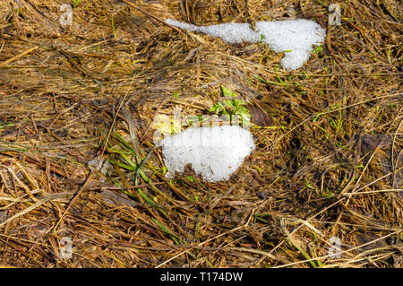 Der letzte Schnee im Frühjahr im Feld. Im letzten Jahr Gras unter dem Schnee taut im Frühjahr Stockfoto