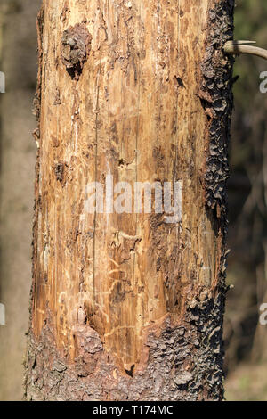 Holz betroffen mit holzwurm Ips typographus. Beschädigte Baumstamm hautnah. Zerstört Rinde Baum robuste Struktur Stockfoto