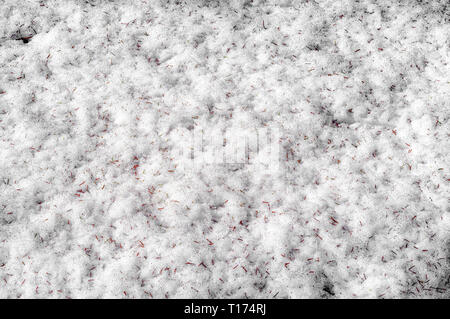 Alte Schnee im Frühjahr Wald. Zweige und Laub auf dem Waldboden. Der Schnee schmilzt. Stockfoto
