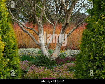 Im späten Winter Farbe im Frühjahr an Bressingham gardens Norfolk Stockfoto